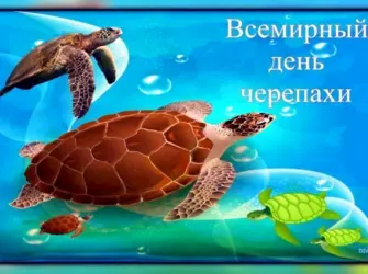 Всемирный день черепахи World Turtle Day. Открытка, картинка с поздравлением, с праздником